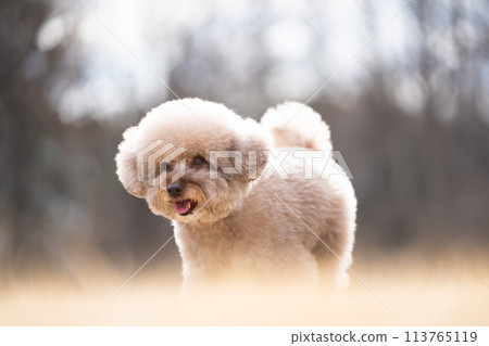Smiling toy poodle 113765119