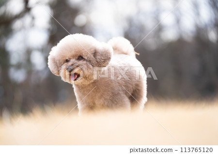 微笑的玩具貴賓犬 微笑的玩具貴賓犬 113765120