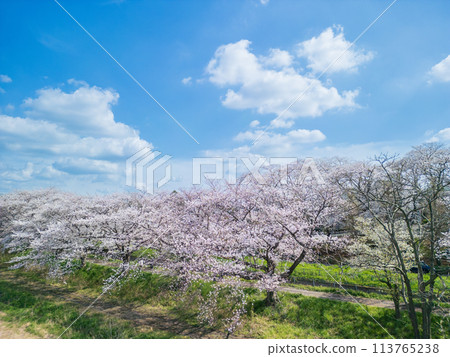 Aerial photography of Saitama Prefecture's Minuma rice fields photographed by drone - Cherry Blossom Corridor Aerial photography of Saitama Prefecture's Minuma rice fields photographed by drone - Cherry Blossom Corridor 113765238