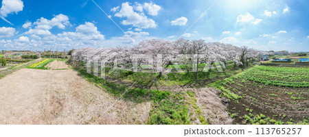 Aerial photography of Saitama Prefecture's Minuma rice fields photographed by drone - Cherry Blossom Corridor 113765257