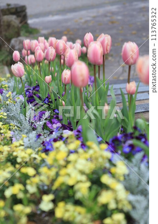 鬱金香和蝴蝶花花床 鬱金香和蝴蝶花花床 113765322