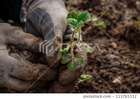 hands in gloves plant a strawberry sprout in the ground 113765332