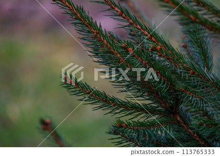 abstraction of Christmas tree twigs with needles on a blurry Background 113765333