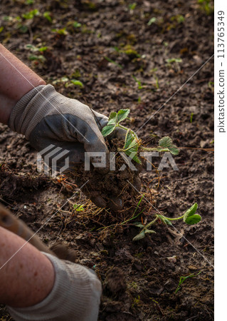 hands in gloves plant a strawberry sprout in the ground hands in gloves plant a strawberry sprout in the ground 113765349