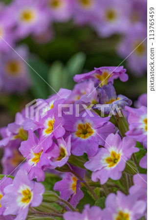 Spring flowers. Blooming primrose or primula flowers in a garden Spring flowers. Blooming primrose or primula flowers in a garden 113765459