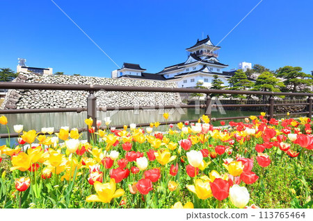 【富山縣】晴空萬裡的富山城天守閣、櫻花、鬱金香盛開 113765464