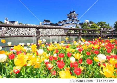 【富山縣】晴空萬裡的富山城天守閣、櫻花、鬱金香盛開 113765466