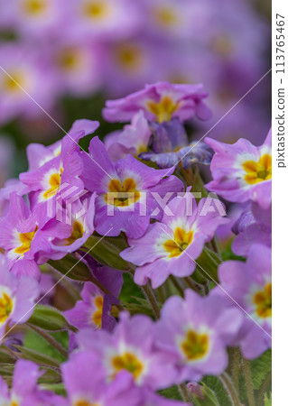 Spring flowers. Blooming primrose or primula flowers in a garden 113765467