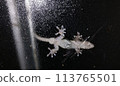 Gecko through frosted glass 113765501