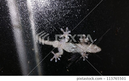 壁虎透過磨砂玻璃 壁虎透過磨砂玻璃 113765501