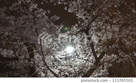 夜櫻花和路燈 113765503