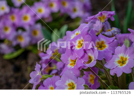 Spring flowers. Blooming primrose or primula flowers in a garden 113765526