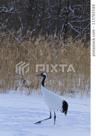 A red-crowned crane walks gracefully across the snowy fields of Kushiro Red-crowned Crane Nature Park 113765589