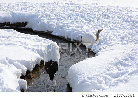 A red-crowned crane wanders around a stream in Kushiro City Red-crowned Crane Nature Park 113765591