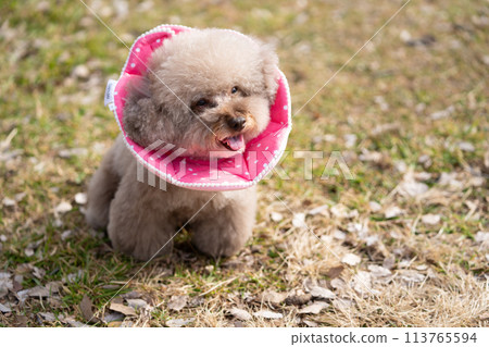 伊麗莎白項圈玩具貴賓犬 113765594