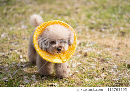Toy poodle with elizabethan collar 113765595