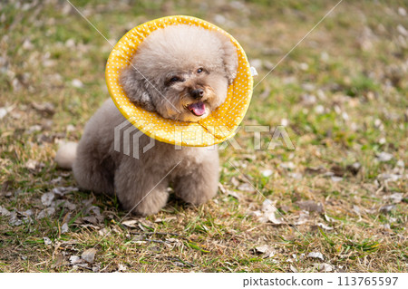 Toy poodle with elizabethan collar 113765597