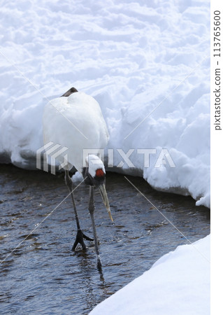 釧路市丹頂鶴自然公園內，一隻丹頂鶴在溪流水面上行走並凝視著 113765600