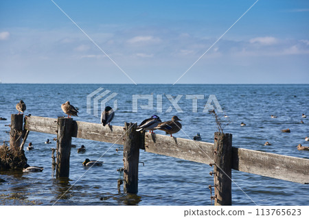 琵琶湖角 113765623