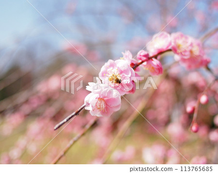 梅花盛開 113765685
