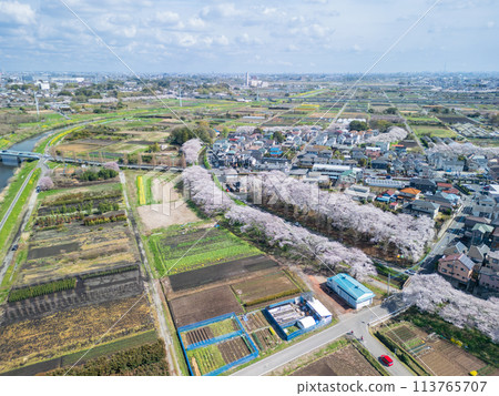 Aerial photography of Saitama Prefecture's Minuma rice fields photographed by drone - Cherry Blossom Corridor Aerial photography of Saitama Prefecture's Minuma rice fields photographed by drone - Cherry Blossom Corridor 113765707