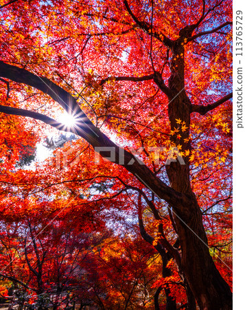 Autumn leaves at Kitano Tenmangu Shrine in Kyoto Autumn leaves at Kitano Tenmangu Shrine in Kyoto 113765729