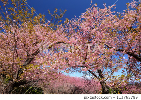 In the early spring, the early-blooming Kawazu cherry blossoms and peach blossoms compete with each other on the slopes of a rural mountain in Ouchizawa Hanamomo no Sato, Higashichichibu Village, Chichibu District, Saitama Prefecture. In the early spring, the early-blooming Kawazu cherry blossoms and peach blossoms compete with each other on the slopes of a rural mountain in Ouchizawa Hanamomo no Sato, Higashichichibu Village, Chichibu District, Saitama Prefecture. 113765789