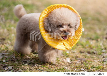 Toy poodle with elizabethan collar 113765821