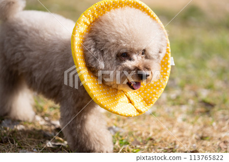 Toy poodle with elizabethan collar 113765822
