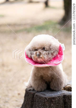 Toy poodle with elizabethan collar 113765829