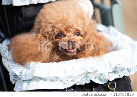 玩具貴賓犬在馬車裡 113765830