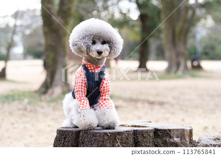 坐玩具貴賓犬 113765841