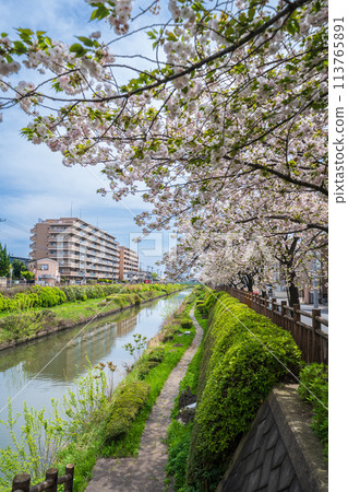 "Saitama Prefecture" Double cherry blossoms in full bloom along the Shiba River, Kawaguchi City "Saitama Prefecture" Double cherry blossoms in full bloom along the Shiba River, Kawaguchi City 113765891