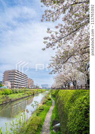 "Saitama Prefecture" Double cherry blossoms in full bloom along the Shiba River, Kawaguchi City "Saitama Prefecture" Double cherry blossoms in full bloom along the Shiba River, Kawaguchi City 113765892