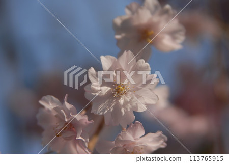 櫻桃樹 櫻桃樹 113765915