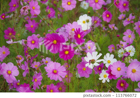 cosmos flowers are blooming cosmos flowers are blooming 113766072