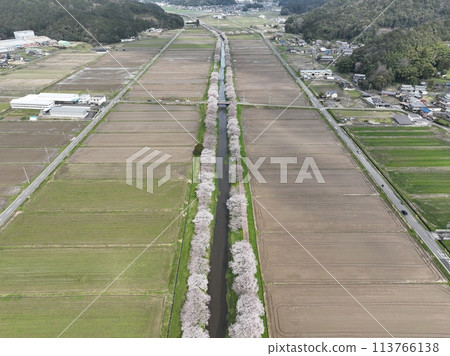 岐阜縣山形市的櫻花樹 鳥羽川自行車道 無人機空拍 113766138