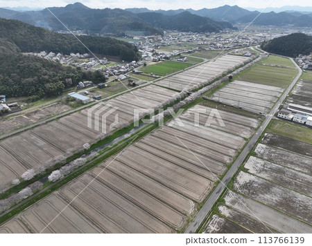 岐阜縣山形市的櫻花樹 鳥羽川自行車道 無人機空拍 113766139