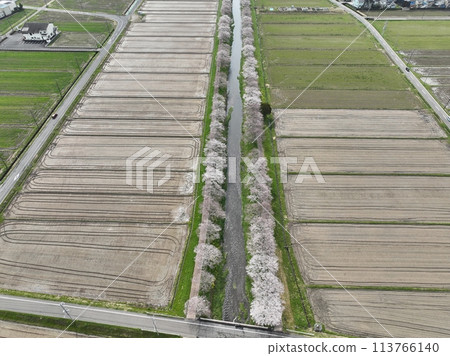岐阜縣山形市的櫻花樹 鳥羽川自行車道 無人機空拍 113766140