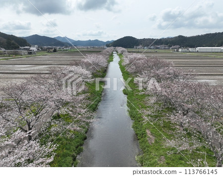 岐阜縣山形市的櫻花樹 鳥羽川自行車道 無人機空拍 113766145