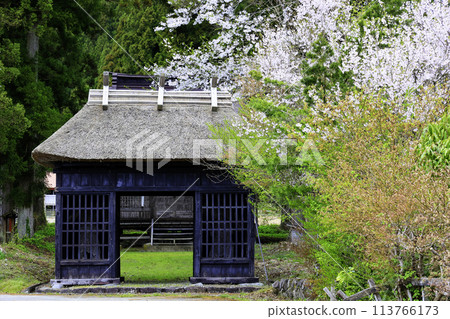 Cherry blossoms blooming at the gate of Okuninushi Shrine 113766173
