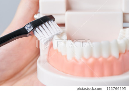 牙刷和牙齒模型 113766395