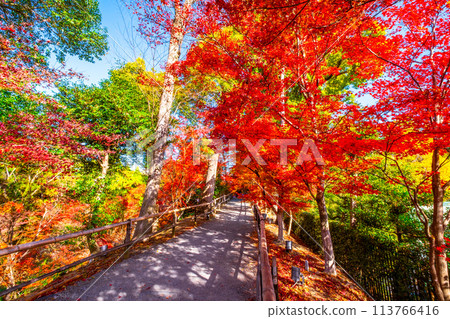 京都北野天滿宮的秋葉 113766416