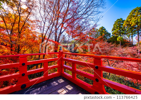 Autumn leaves at Kitano Tenmangu Shrine in Kyoto 113766425
