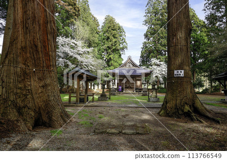 Giant cedar and the worship hall of Mizujinja Shrine 113766549