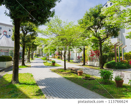 Suburban residential area, fresh green living road 113766624