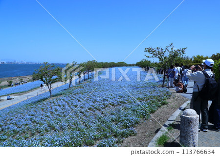 [大阪舞島海濱公園粉蝶節]（大阪市此花區北甲綠地） 113766634