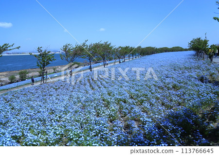 [大阪舞島海濱公園粉蝶節]（大阪市此花區北甲綠地） 113766645