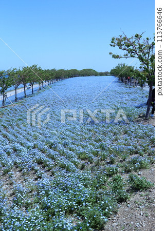[大阪舞島海濱公園粉蝶節]（大阪市此花區北甲綠地） 113766646