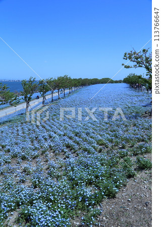[Nemophila Festival at Osaka Maishima Seaside Park] (Hokko Green Space, Konohana Ward, Osaka City) 113766647